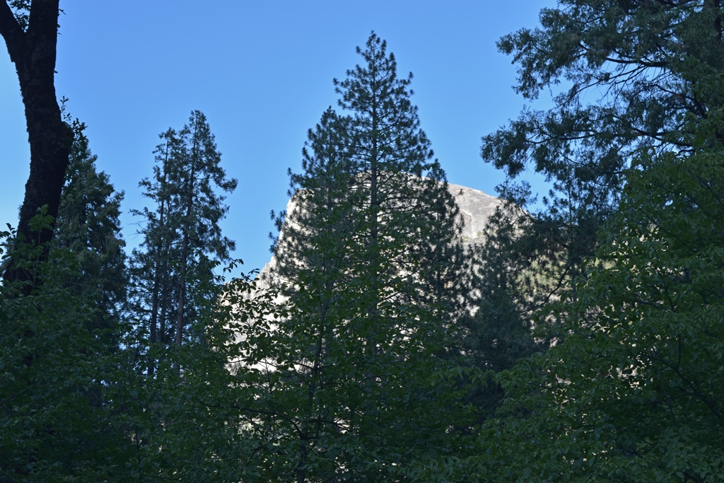 Cabin View - Half Dome with Tree in Front of It