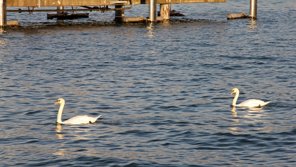Swans on Zürichsee