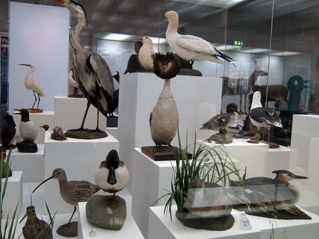 Stuffed Birds