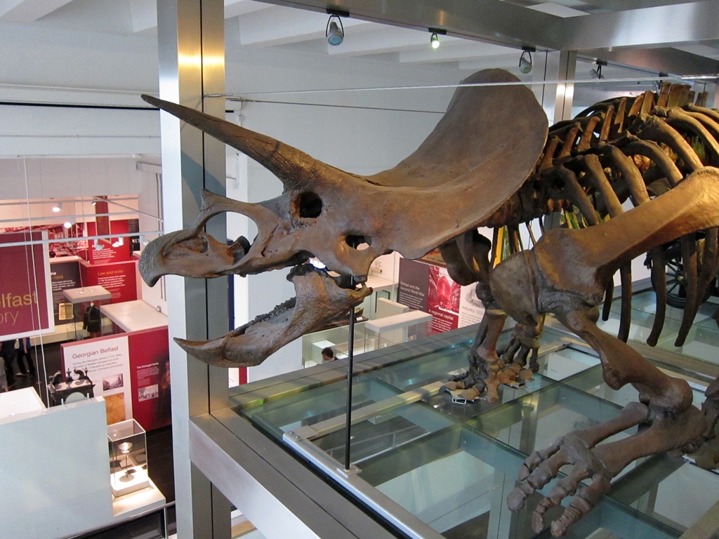 Triceratops