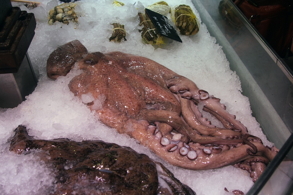 Octopus