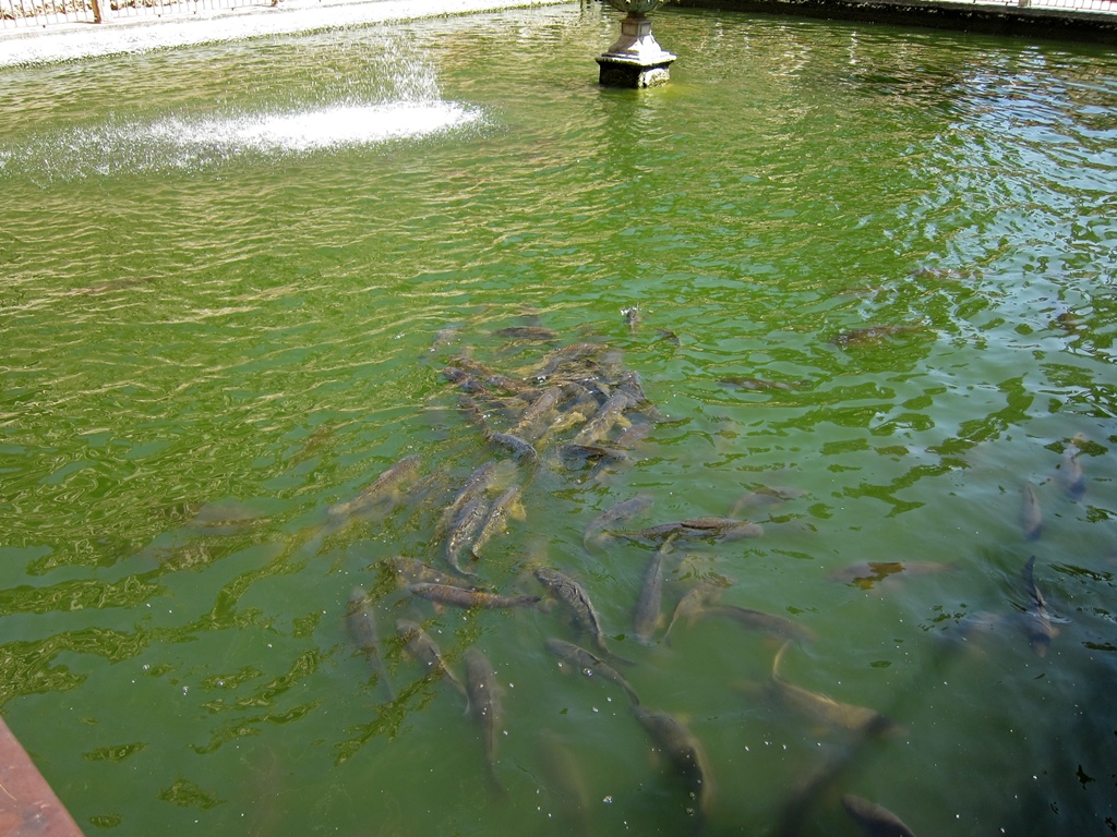 Pool with Fish, Pond Garden