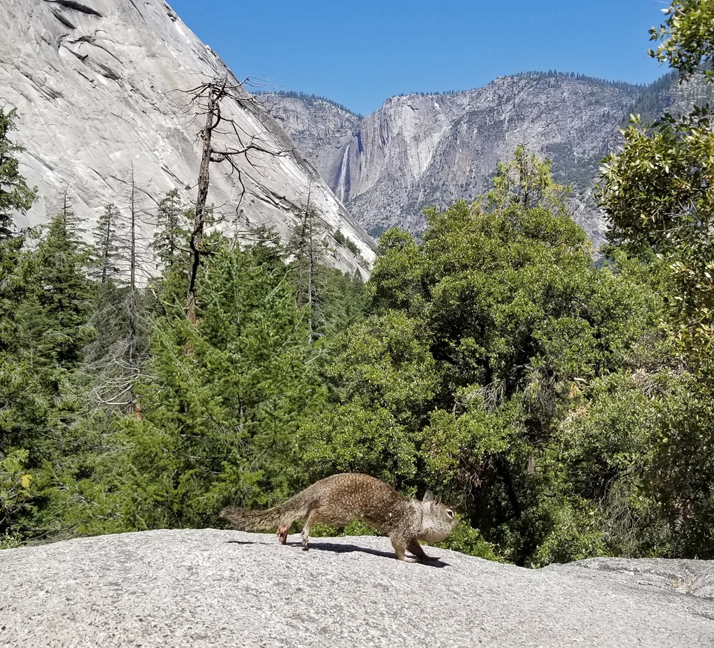 Photobombing Squirrel