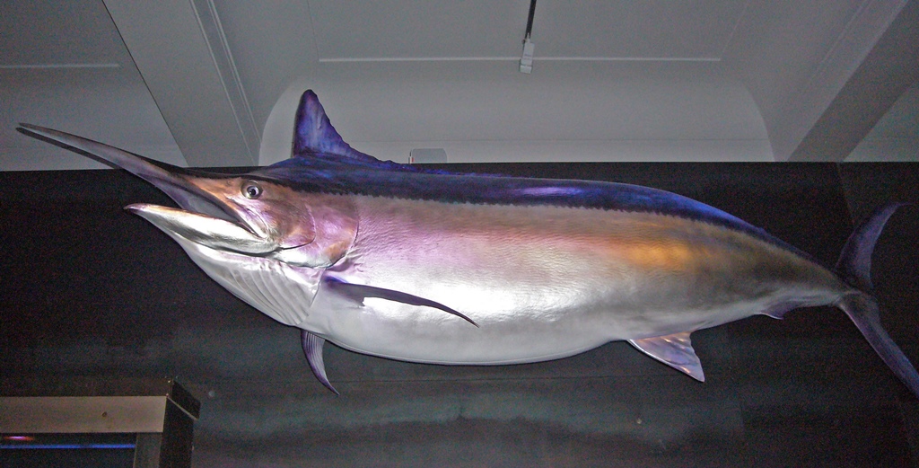 Swordfish