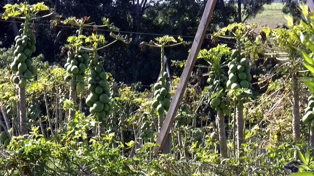 Papaya Trees