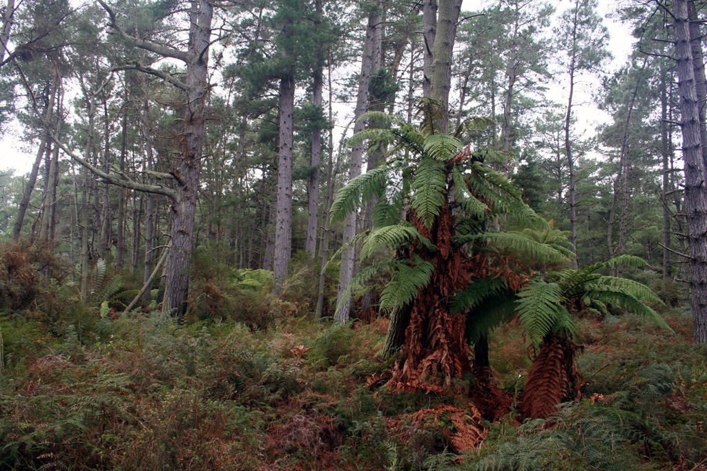 Forested Area Along Trail