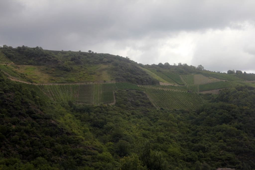 Vineyards Near St. Goarshausen