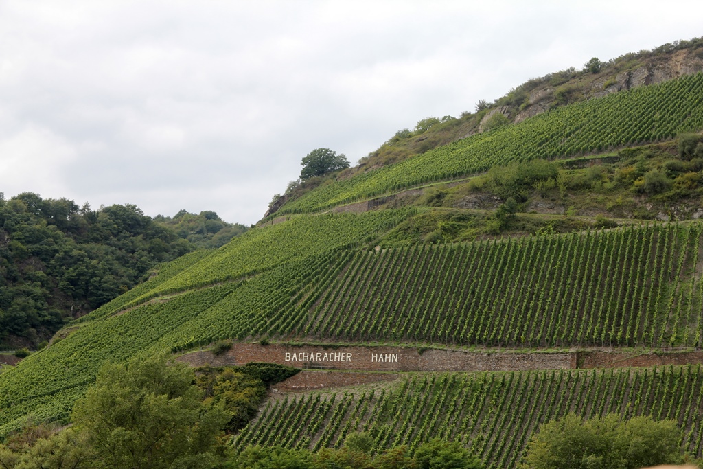 Vineyard near Bacharach