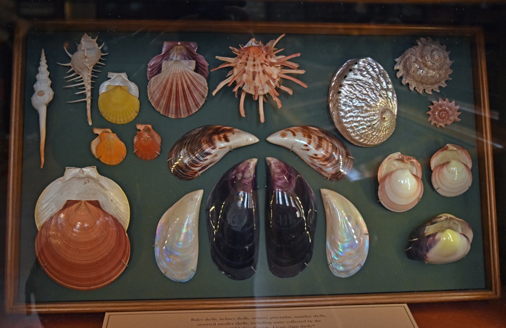 Seashell Collection