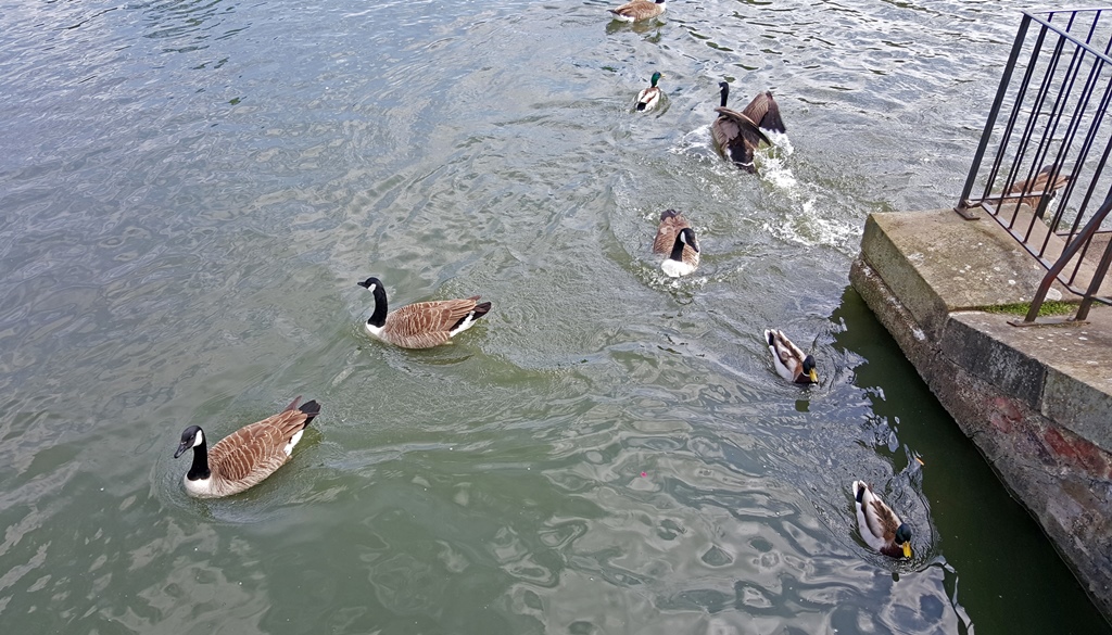 Waterfowl