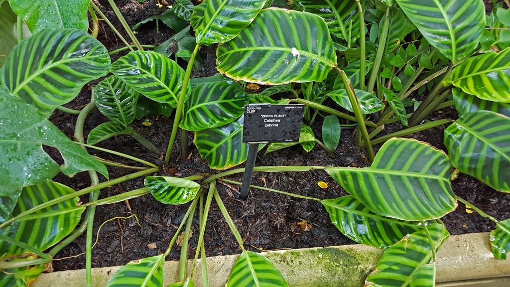 Zebra Plant