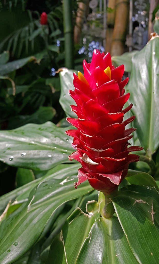 A Bromeliad