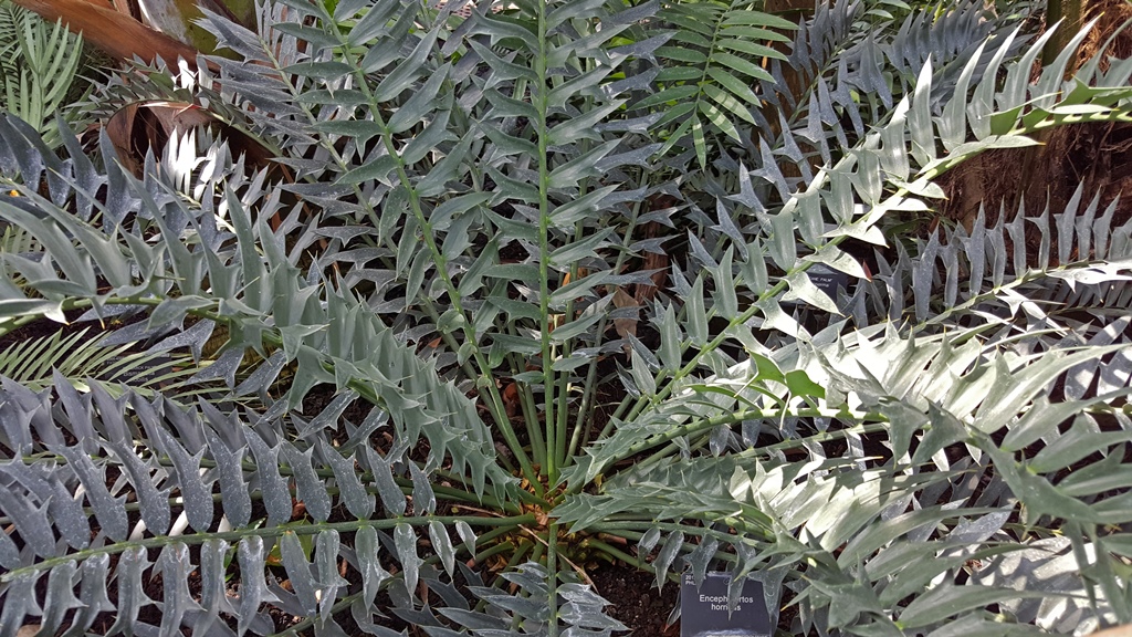 Encephalartos Horridus