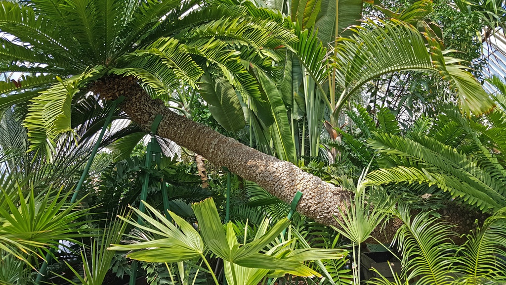 Eastern Cape Giant Cycad