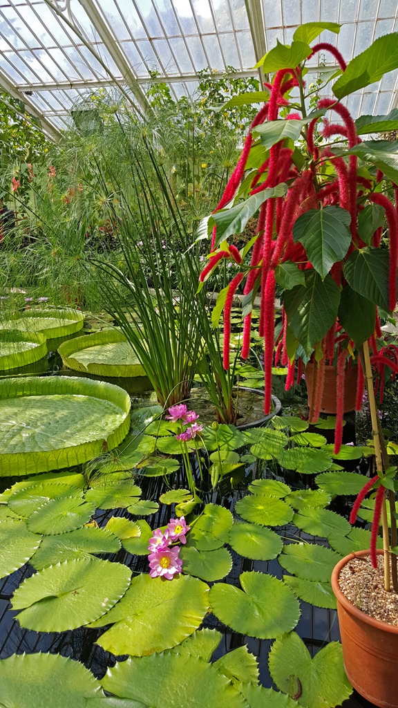 Waterlilies, Papyrus, Chenille