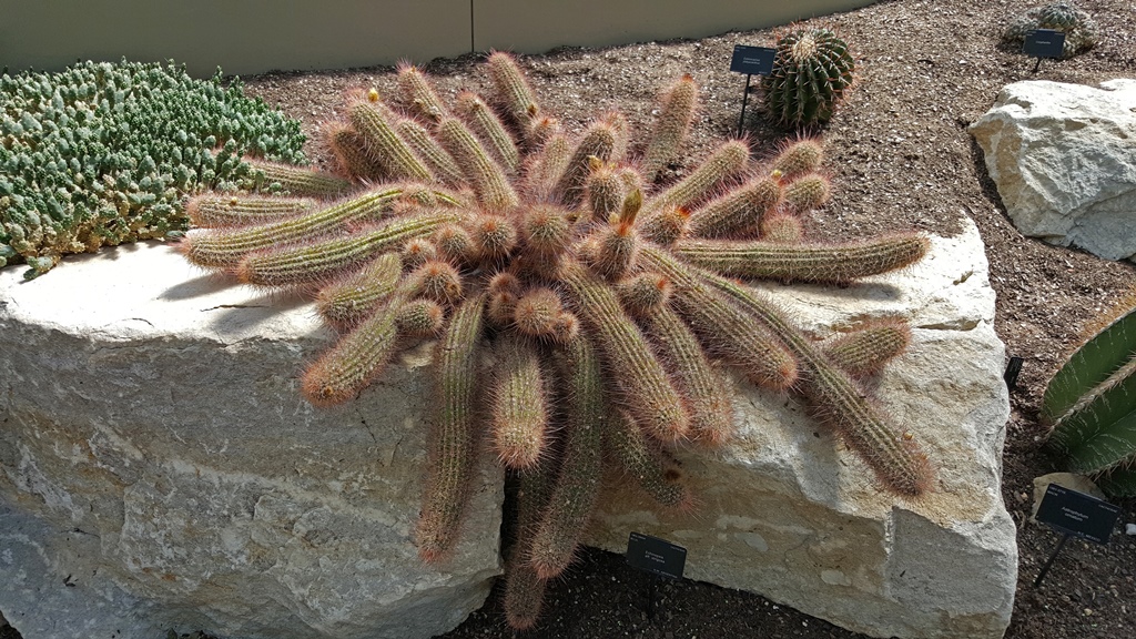 Echinopsis Strigosa