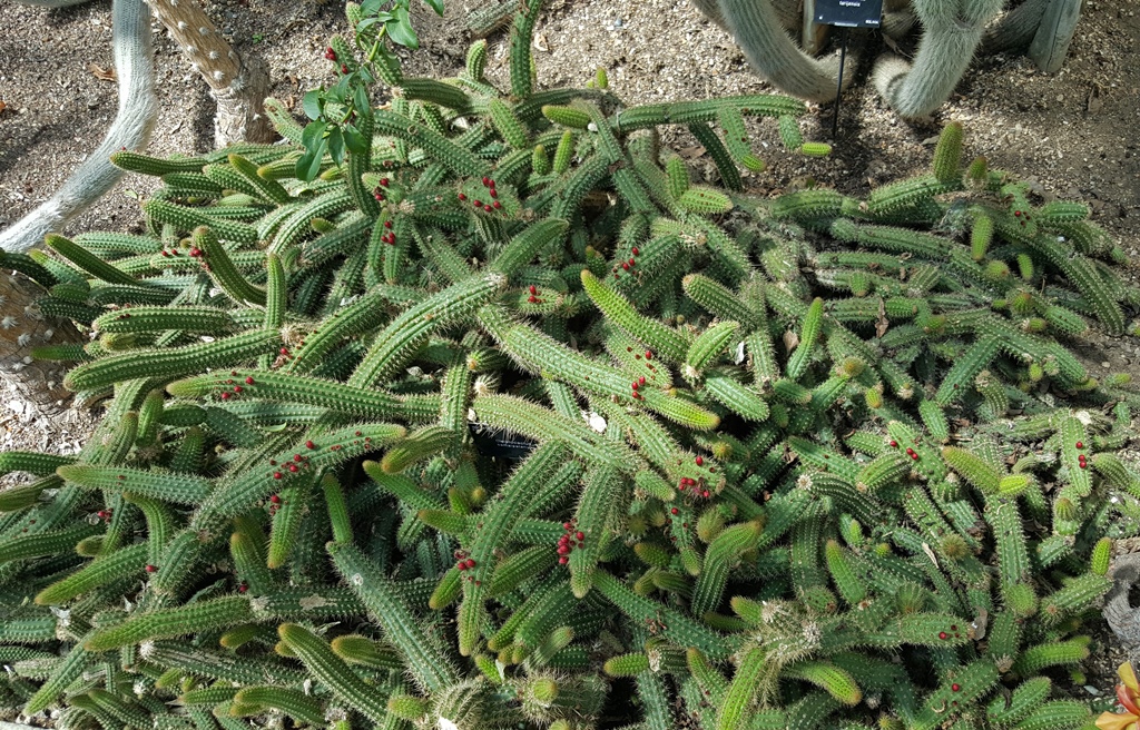 Cactus
