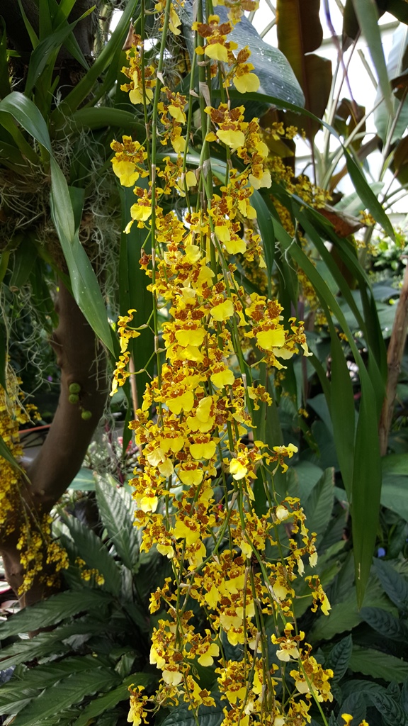 Orchids