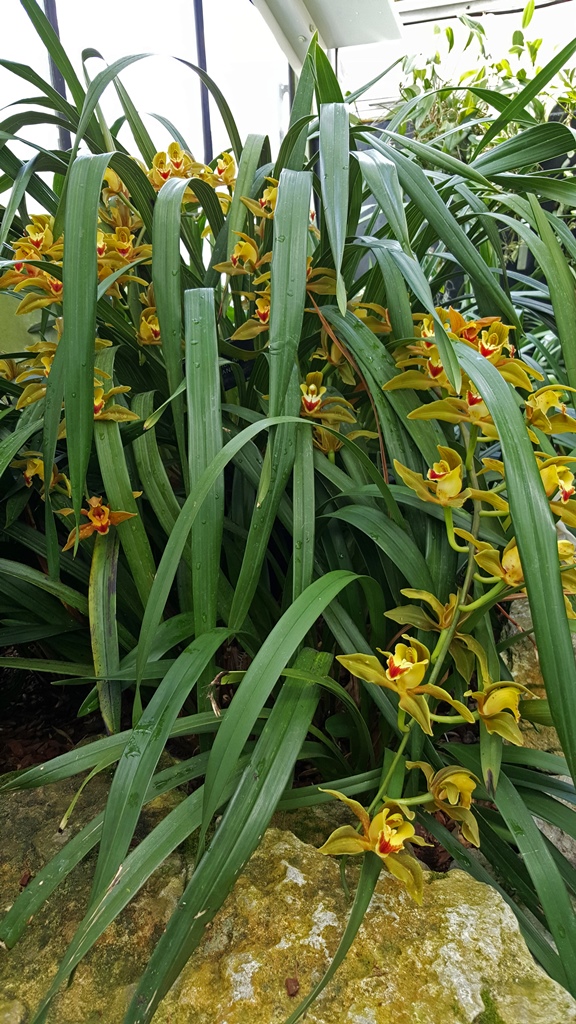 Orchids