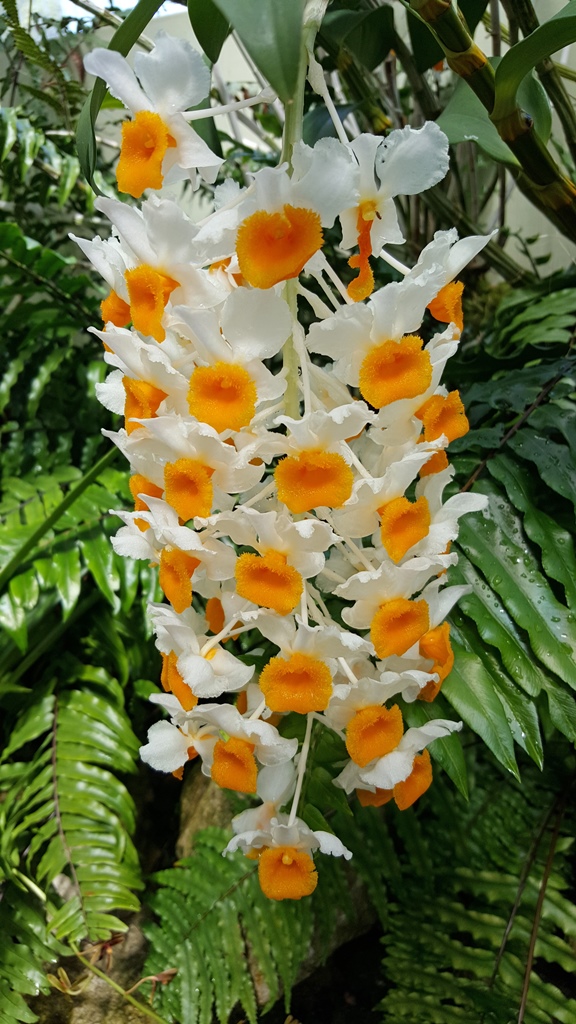 Orchids