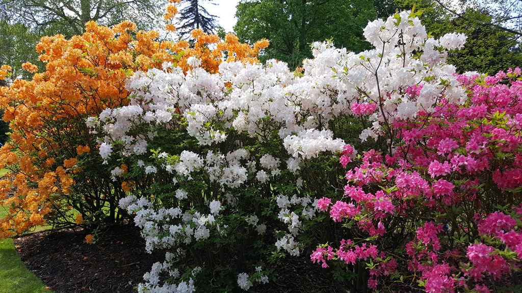 Flowering Bushes