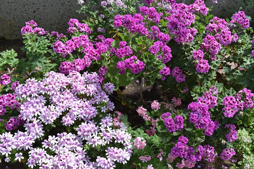 Flowers, Princess of Wales Conservatory