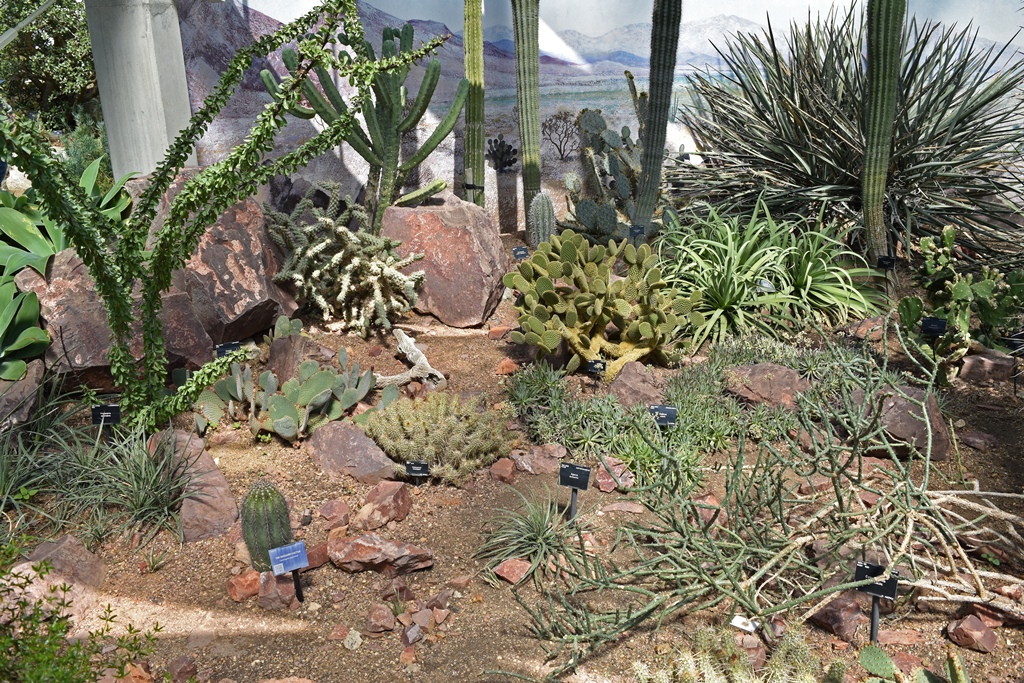 Cactus, Princess of Wales Conservatory