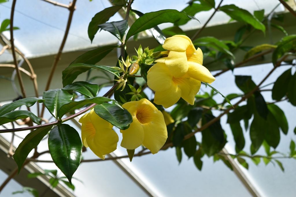 Yellow Flowers