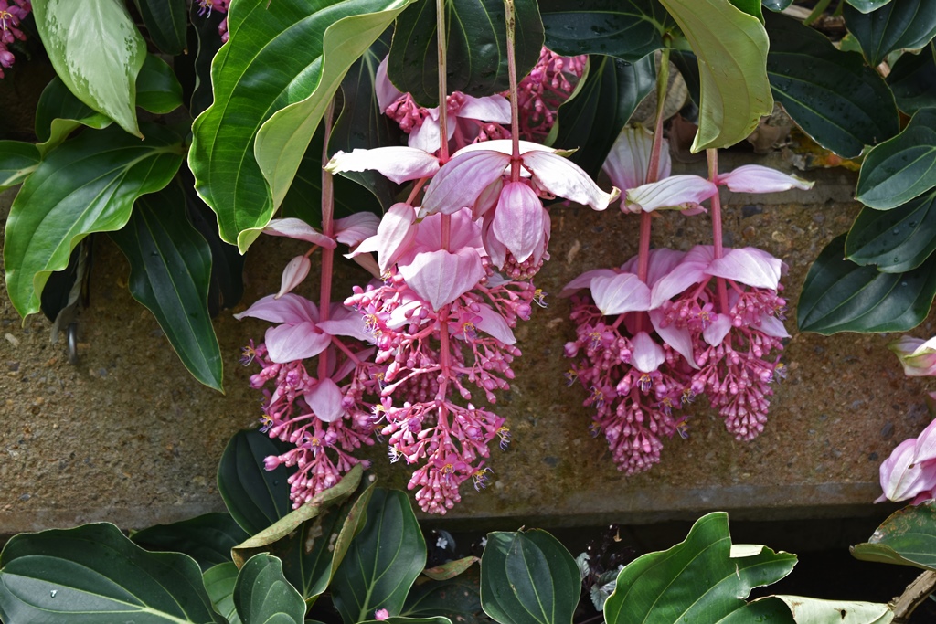 Pink Flowers