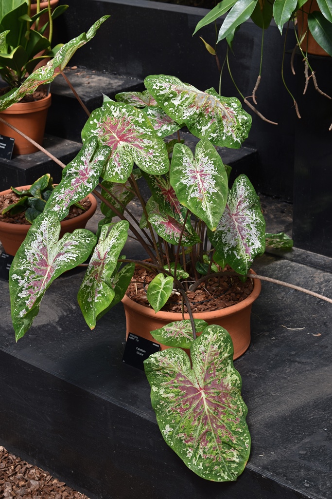 Caladium Bicolor