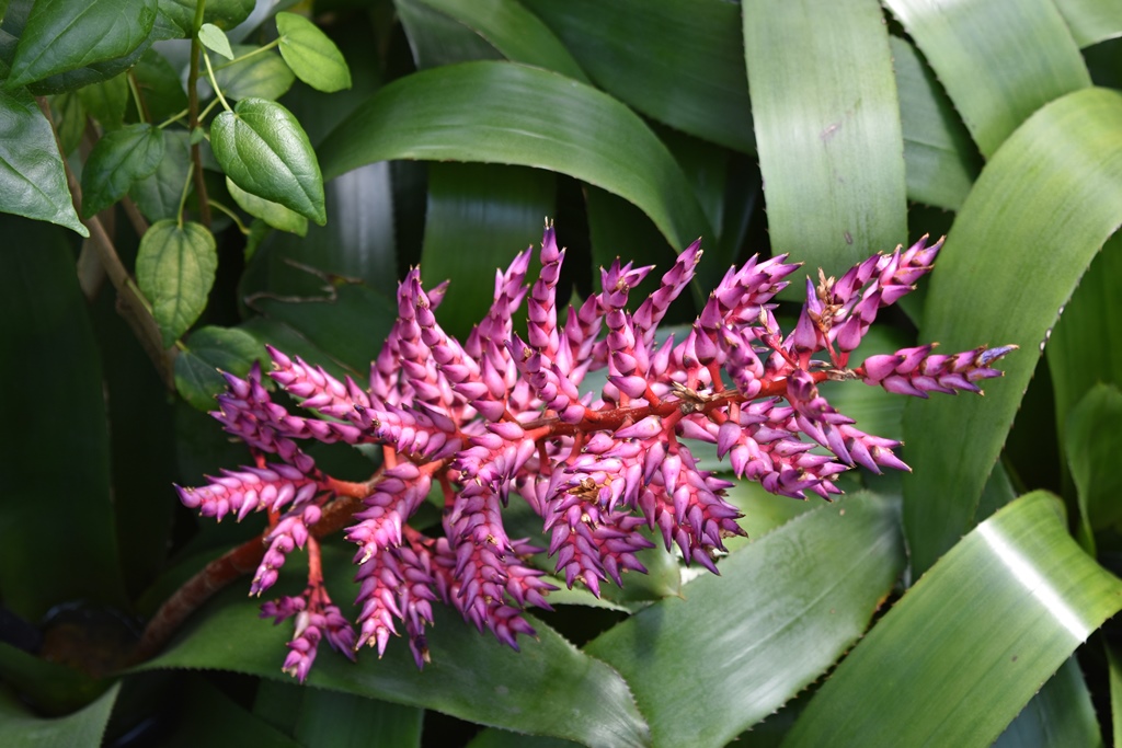 Pink Flower