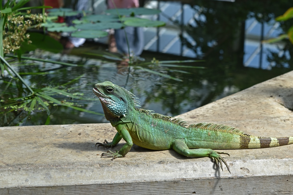 Chinese Water Dragon