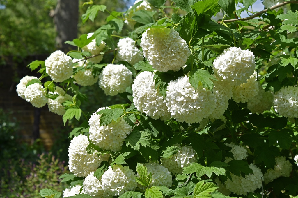 Big White Flowers