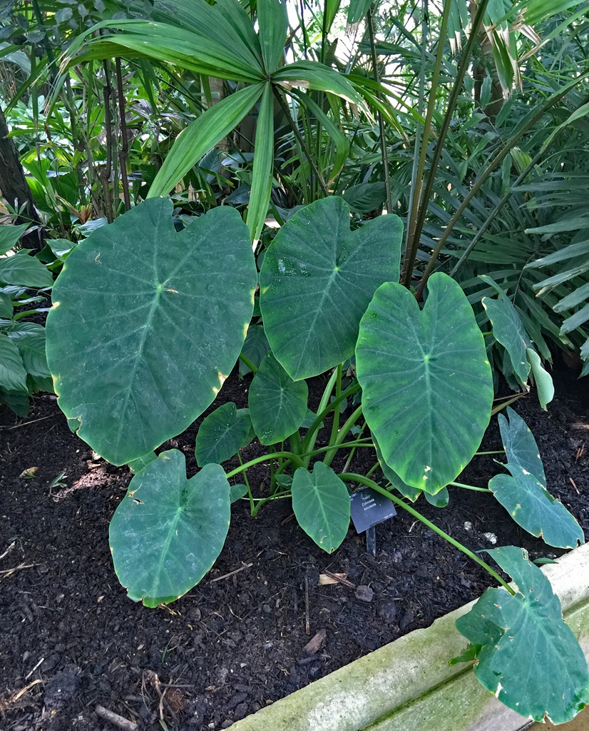 Taro Plant
