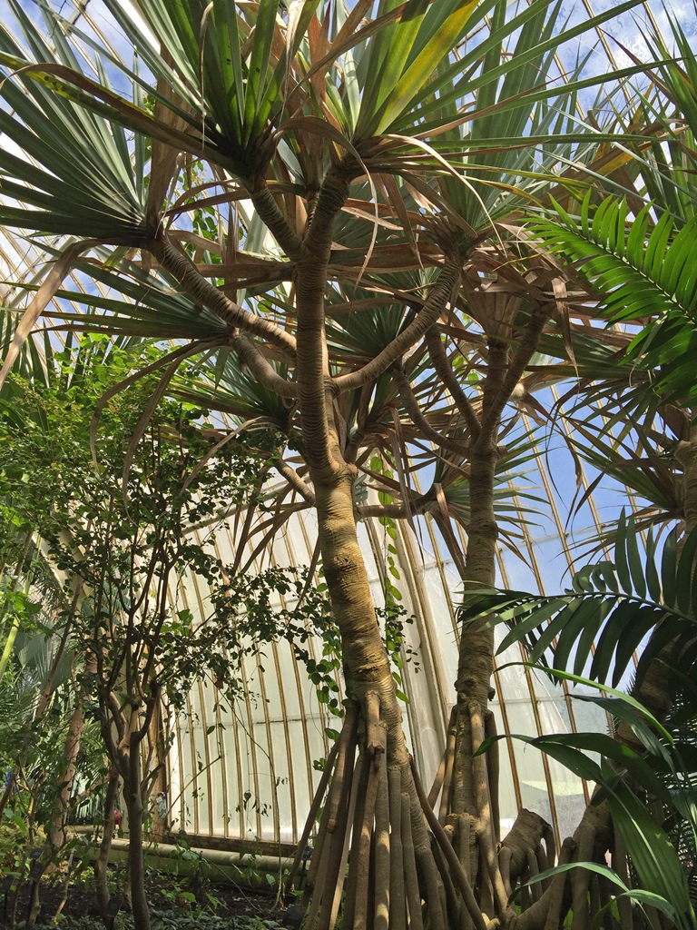 Pandanus Vandermeeschii