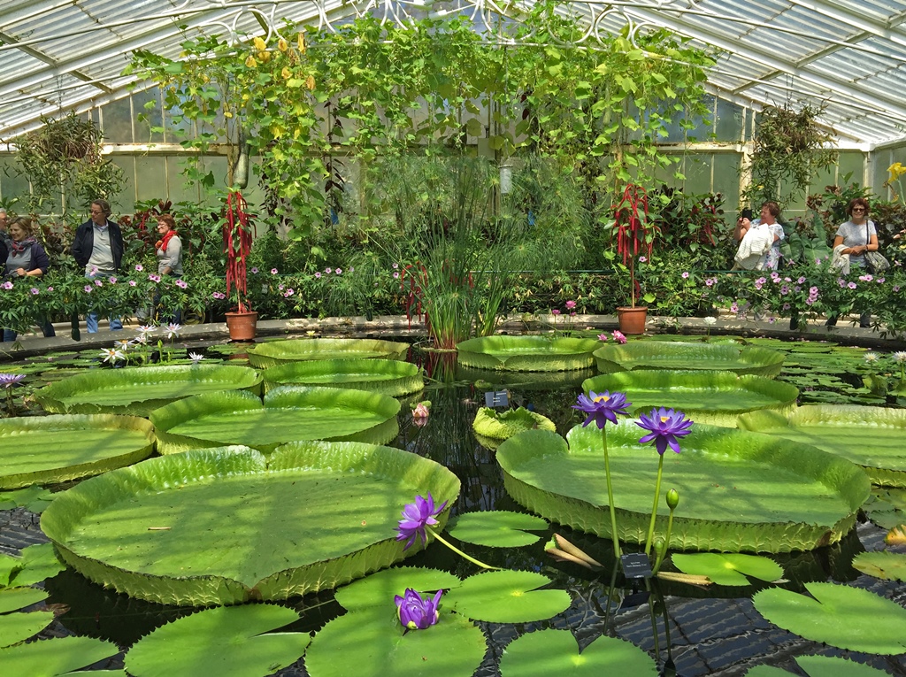 Giant Waterlilies