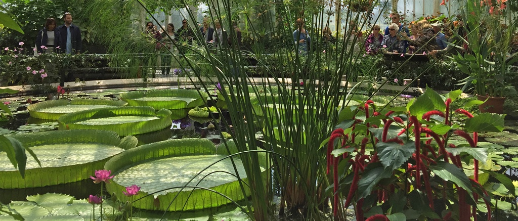 Inside the Waterlily House