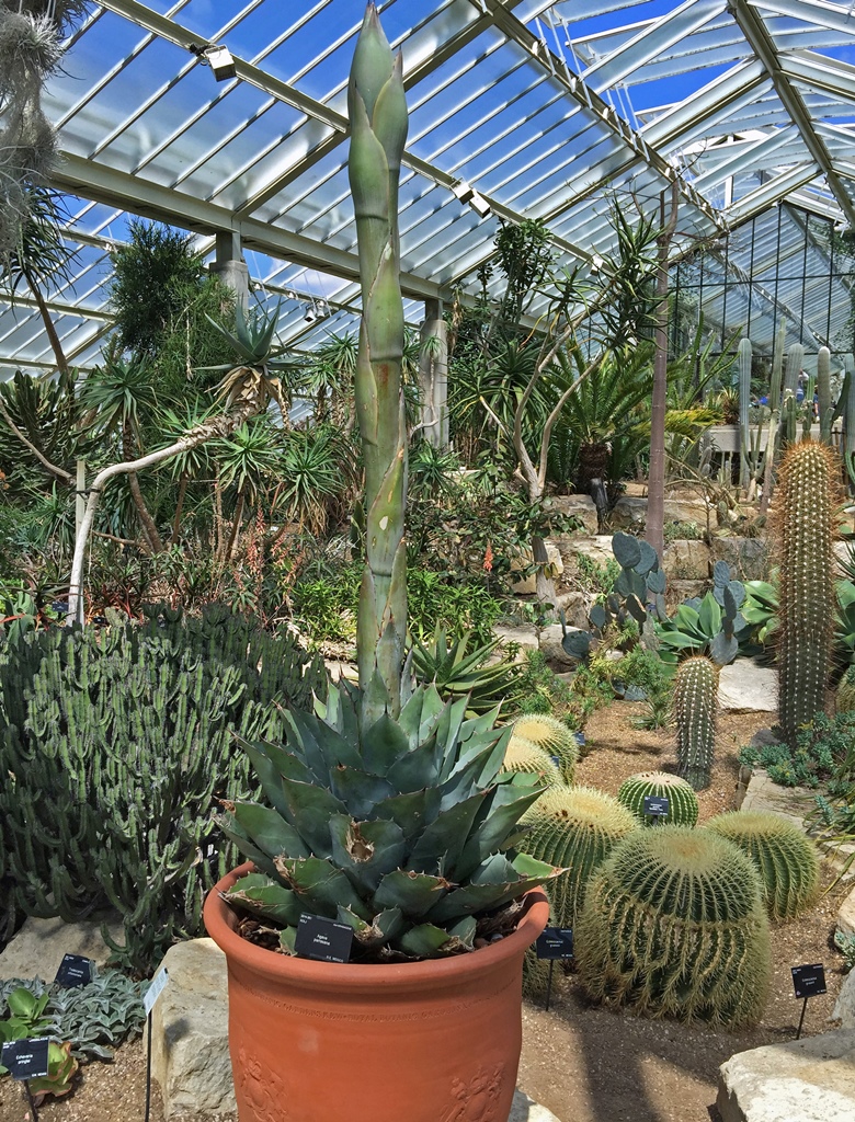 Cactus Garden