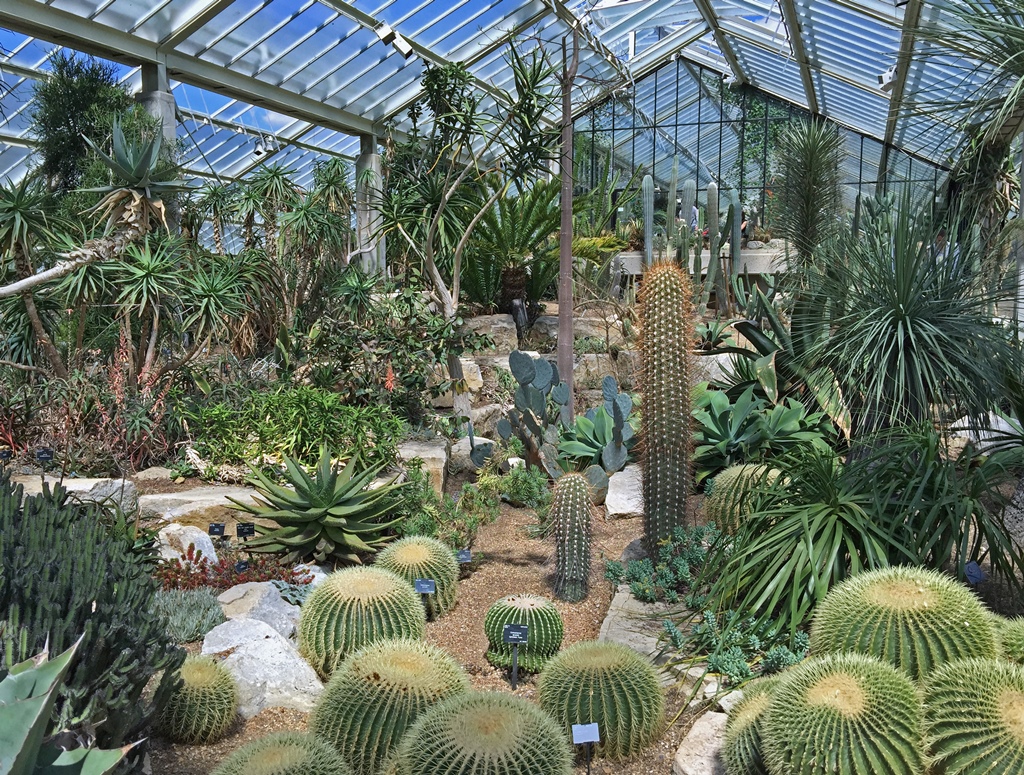 Cactus Garden