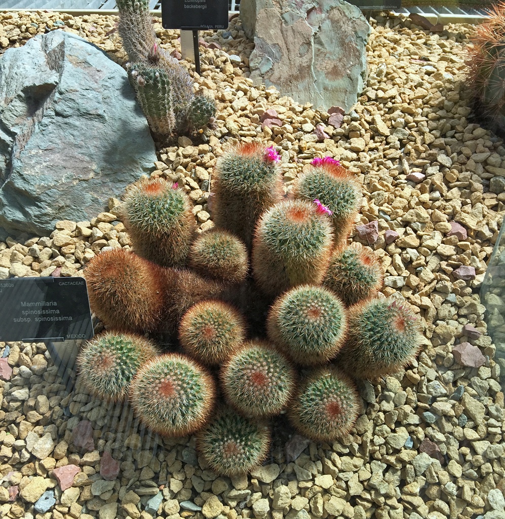 Mammillaria Spinosissima or 'Spiny Pincushion Cactus'