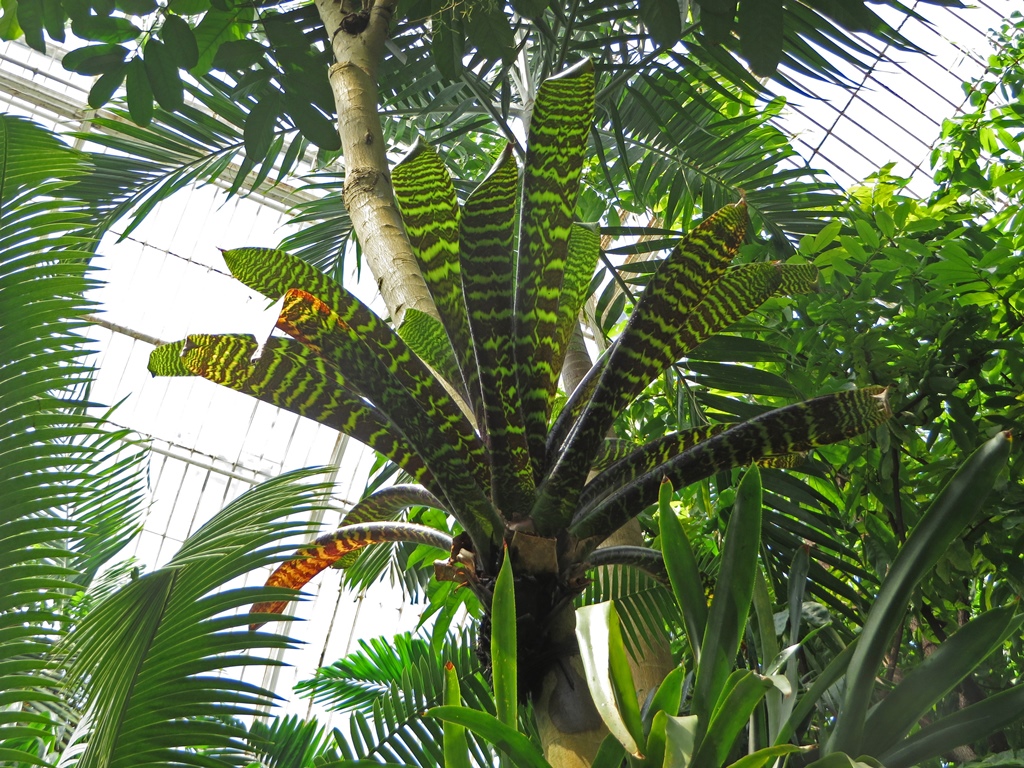 Quesnelia Liboniana