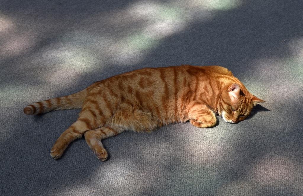 Cat Guarding Chapter House