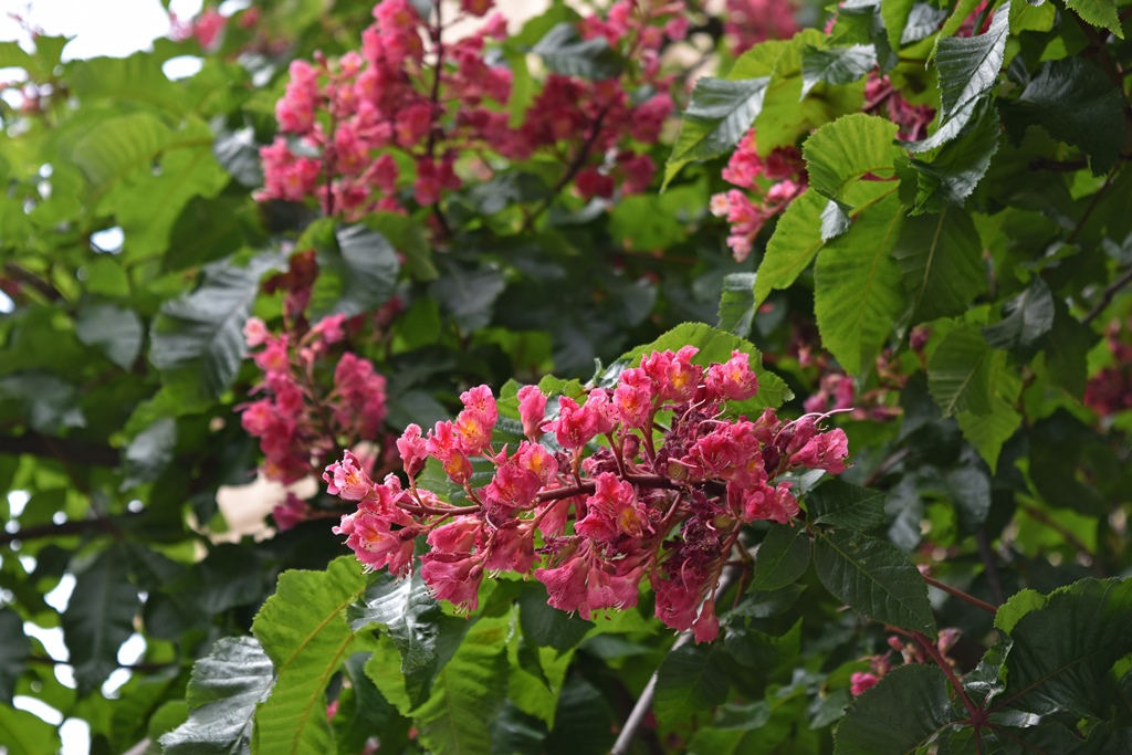 Flowers in Front of Church