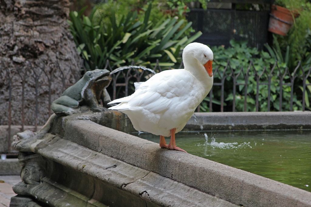 A Goose