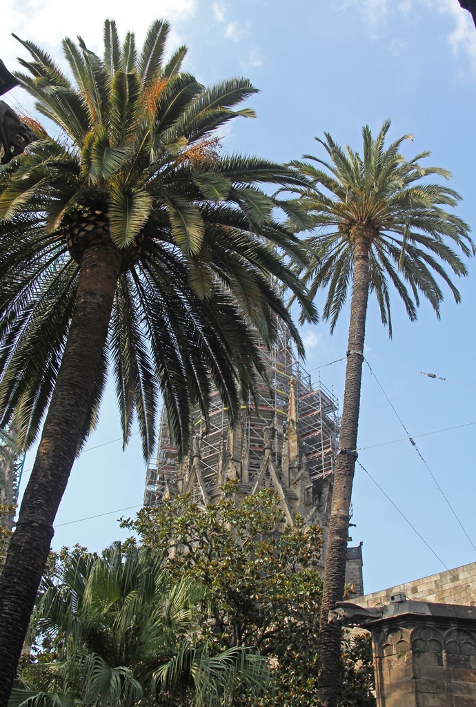 Palm Trees