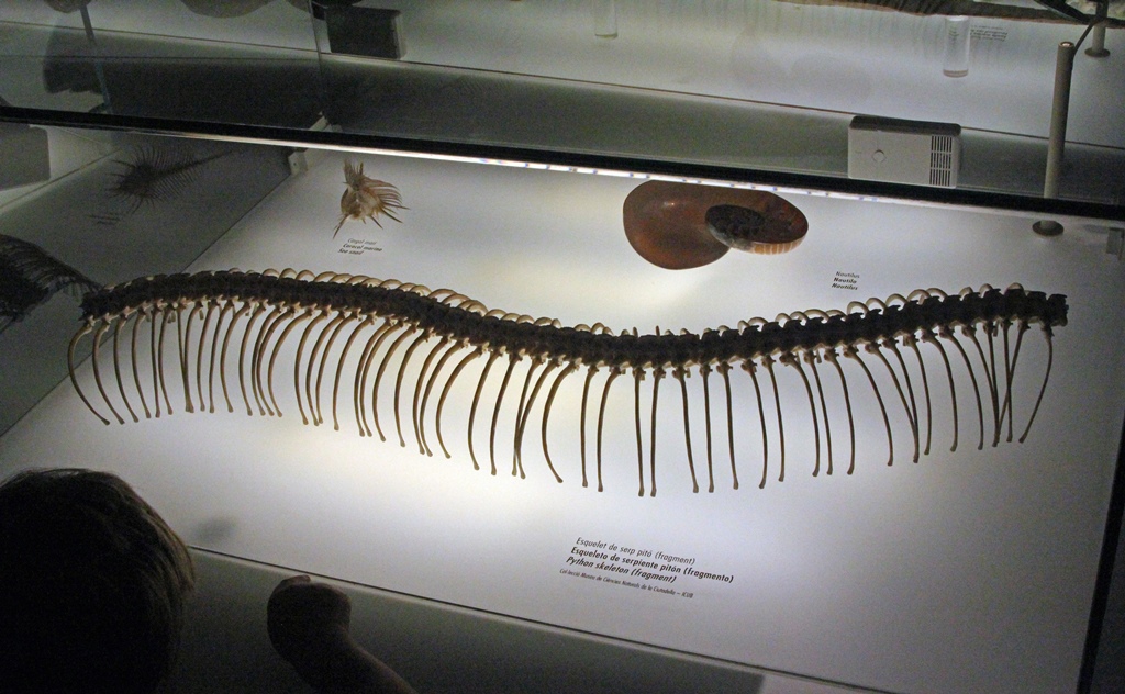Snake Skeleton and Shells