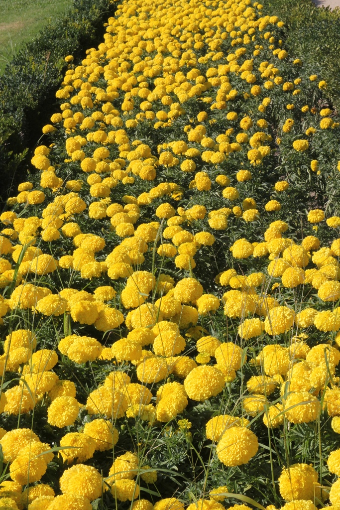 Flowers, Paseo Parterre