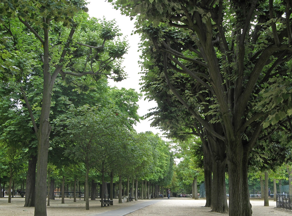 Rows of Trees