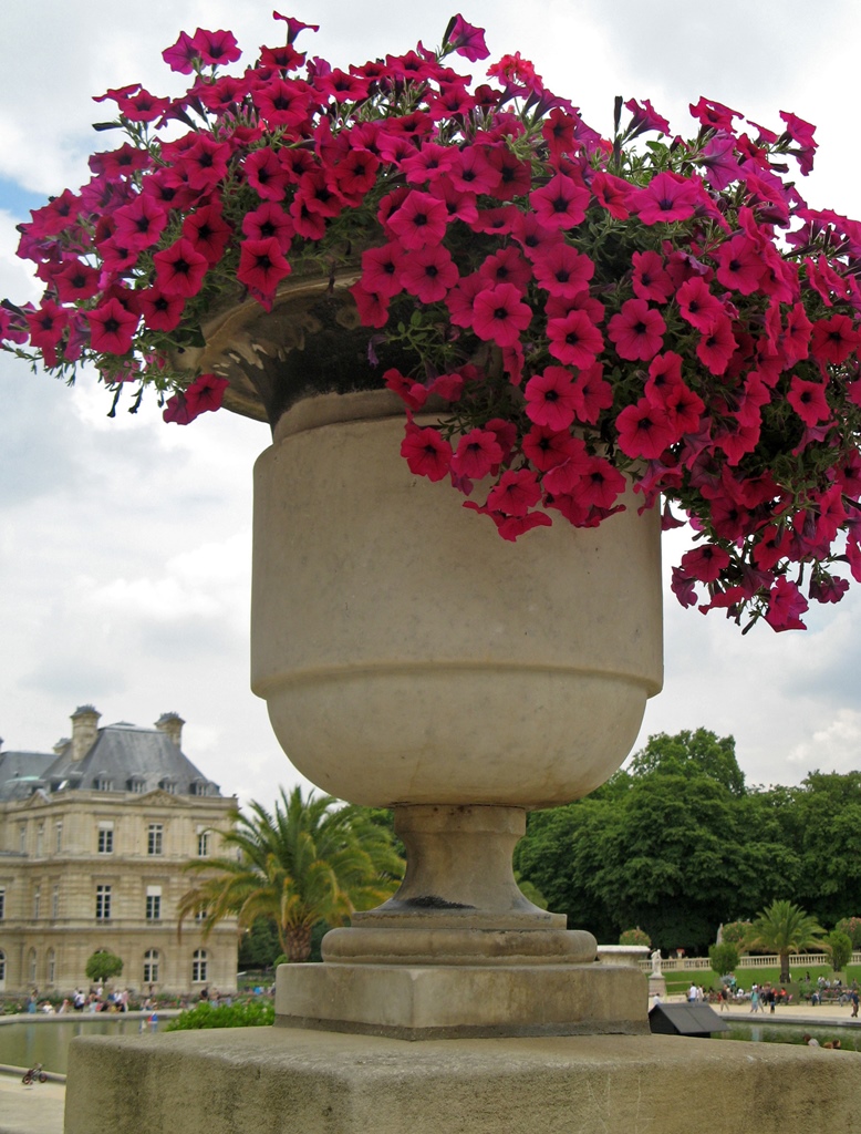 Potted Flowering Plant