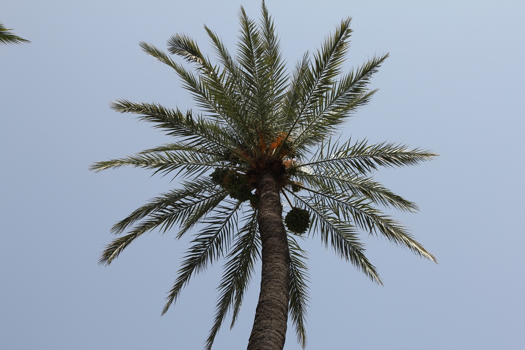 Palm Tree